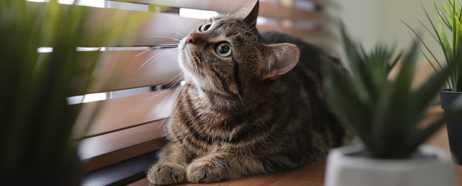 Cat looking through wooden venetian blinds