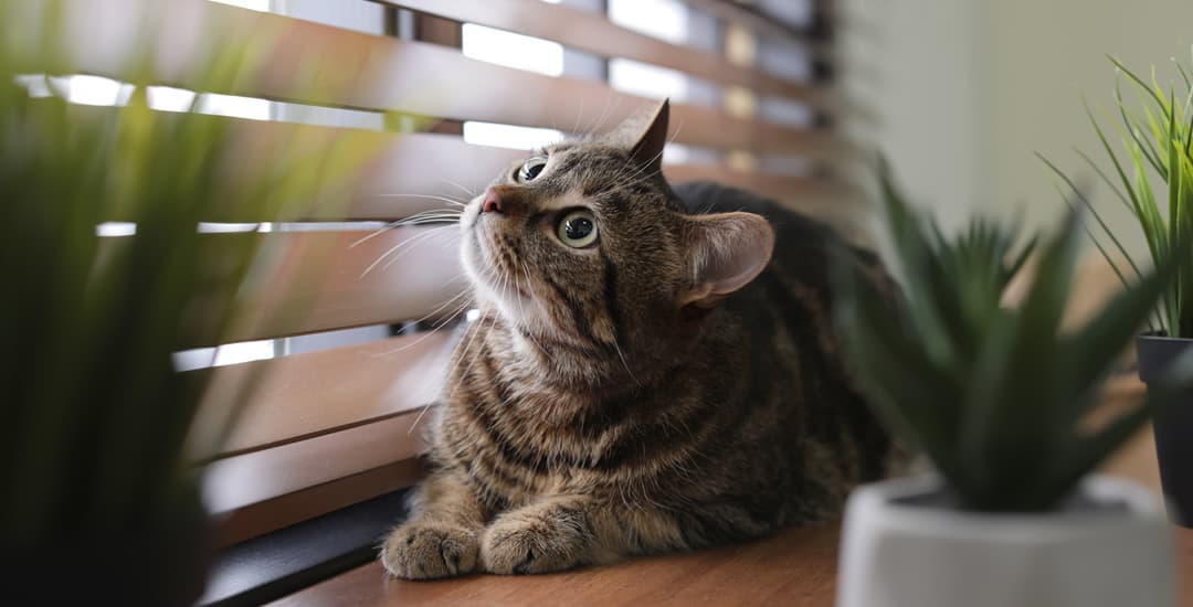 Cat looking through wooden venetian blinds