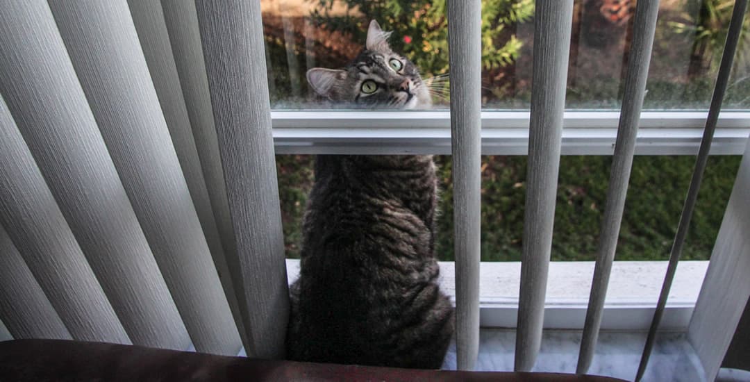 Cat looking out of window through vertical blinds