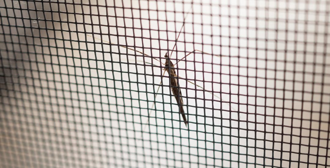 Insect stuck in day night blind fabric