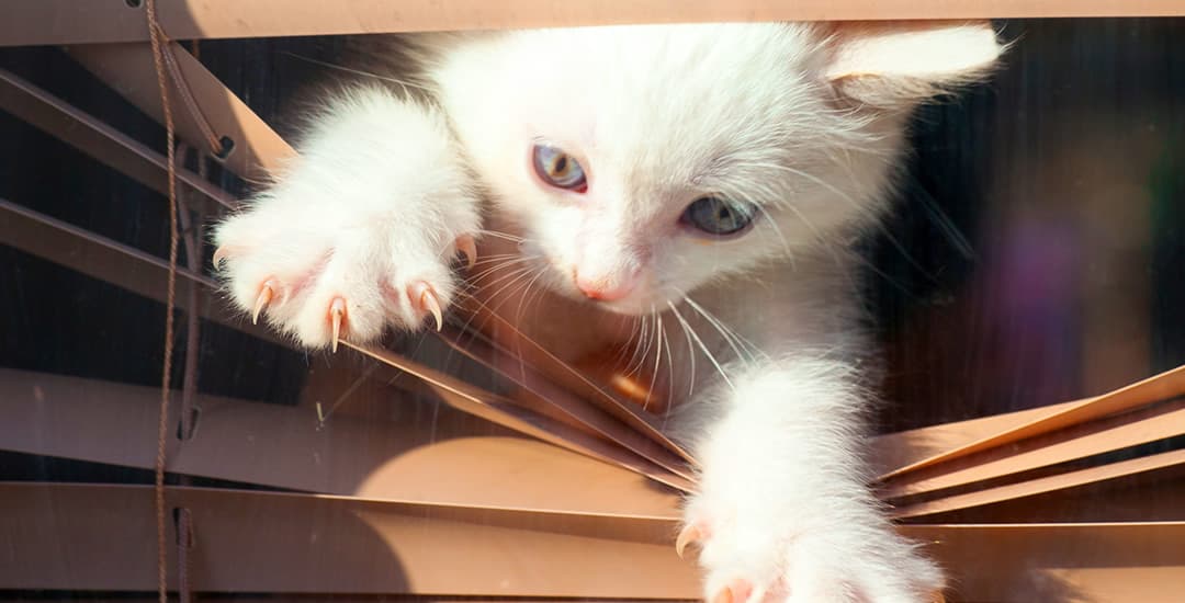 Kitten climbing though venetian blinds