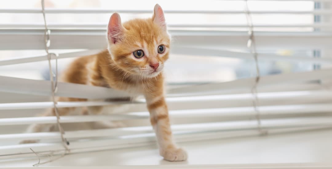 Cat climbing through the slats of white venetian blinds