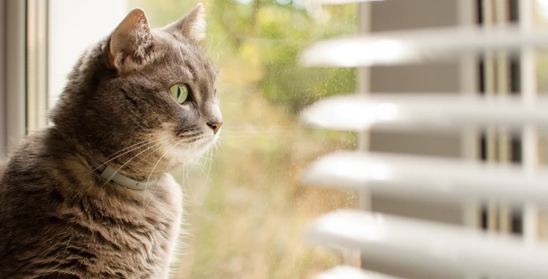 Cat looking out of window through faux wood blinds