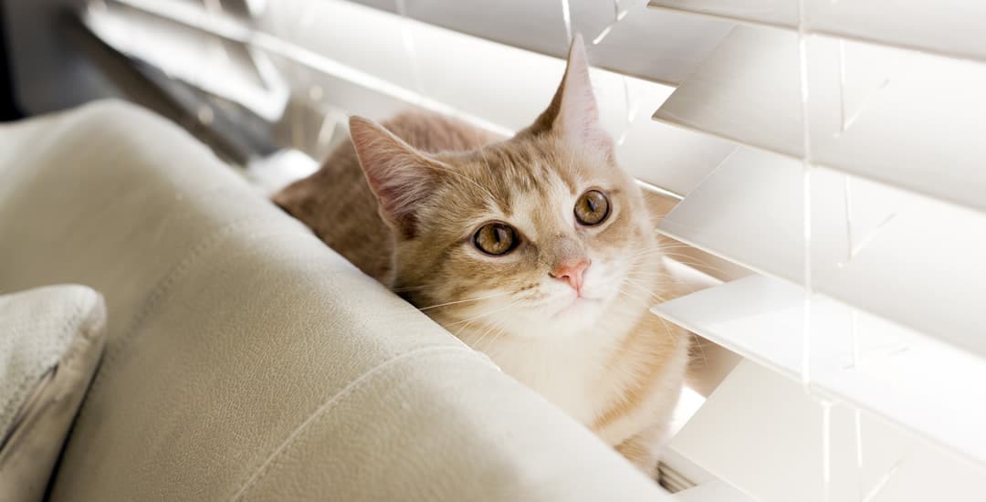 Cat on windowsill next to wooden venetian blinds