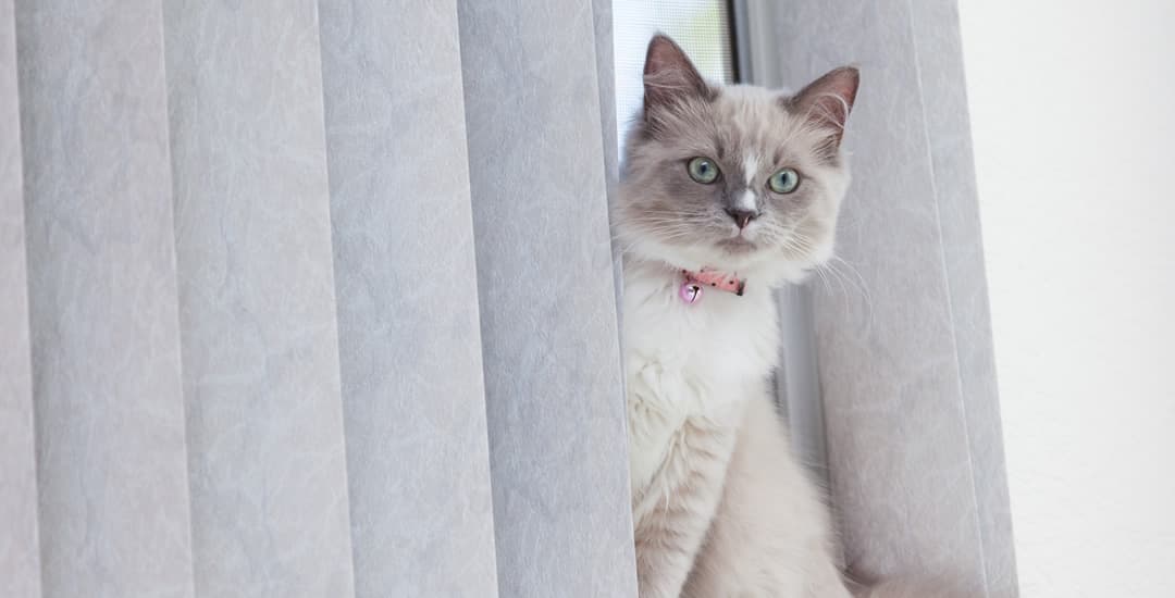 Cat sat in between vertical blind fabric louvres