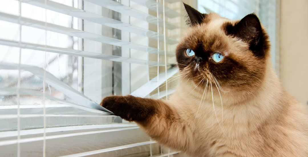 Cat with paw on venetian blind slat looking out of window