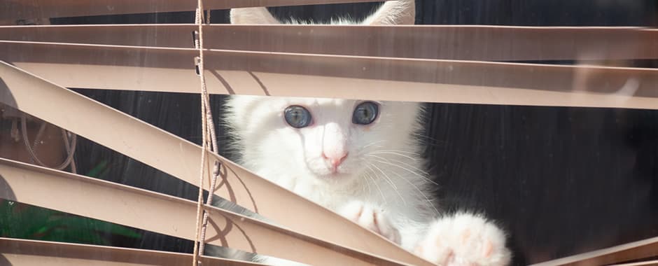 Small white cat peeking through venetian blind