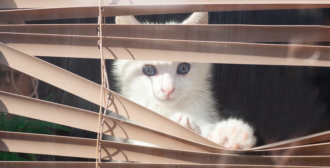 Small white cat peeking through venetian blind