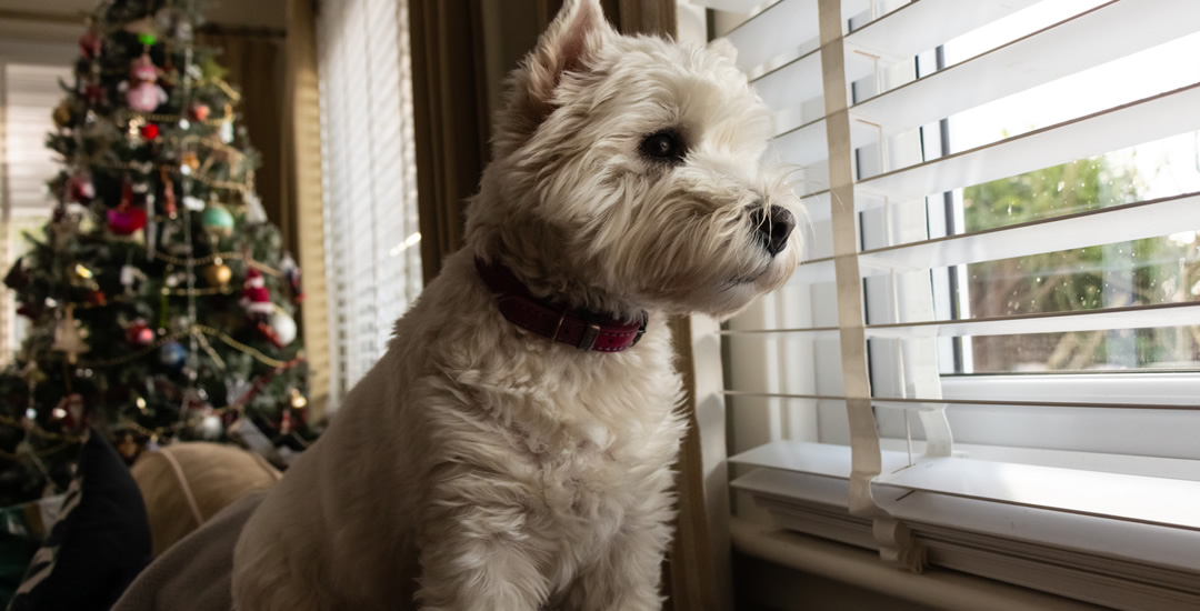 Dog looking out of blinds in front of Christmas tree