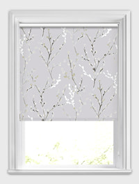 Salix Birch White